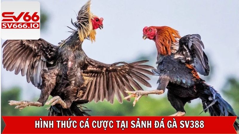 Đá Gà SV388 - Trải Nghiệm Chọi Kê Online Tại SV66 Hấp Dẫn 4 Những kiểu đá gà thịnh hành nhất trên sảnh cược