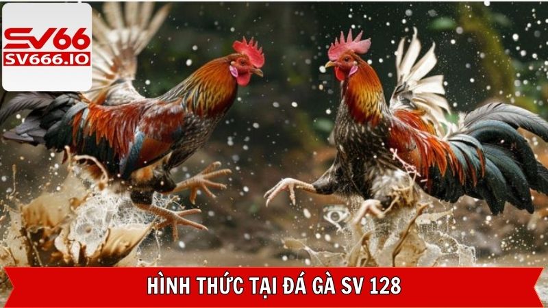 Đá Gà SV 128 - Sảnh Chọi Kê Online Được Yêu Thích Tại SV66 5 Những loại hình chọi kê được yêu thích tại SV 128