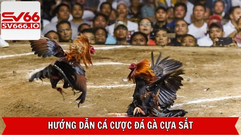 Tìm hiểu quy định cơ bản trong luật chơi đá gà cựa sắt
