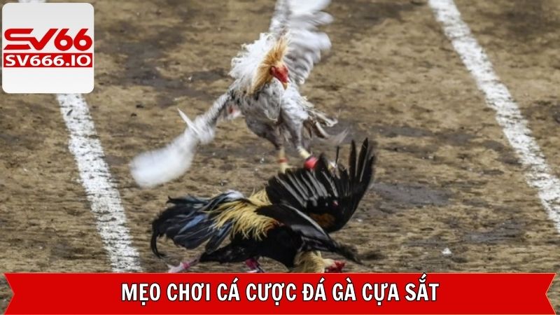 Chia sẻ kinh nghiệm đặt cược đá gà thắng lớn cho tân thủ