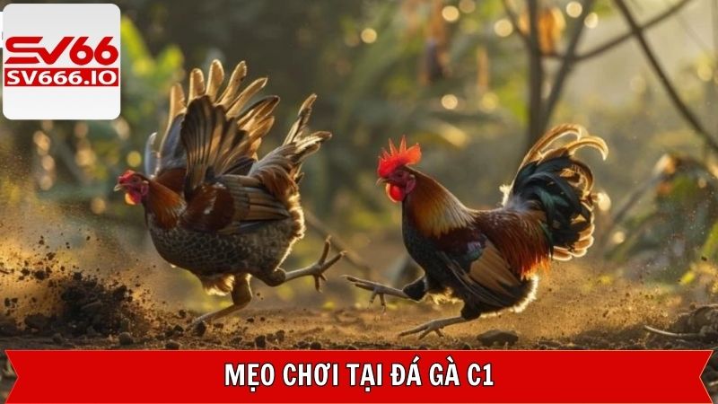 Đá Gà C1: Kinh Nghiệm Và Cách Đặt Cược Hiệu Quả Tại SV66 4 Các bước cụ thể để tham gia đặt cược đá gà C1