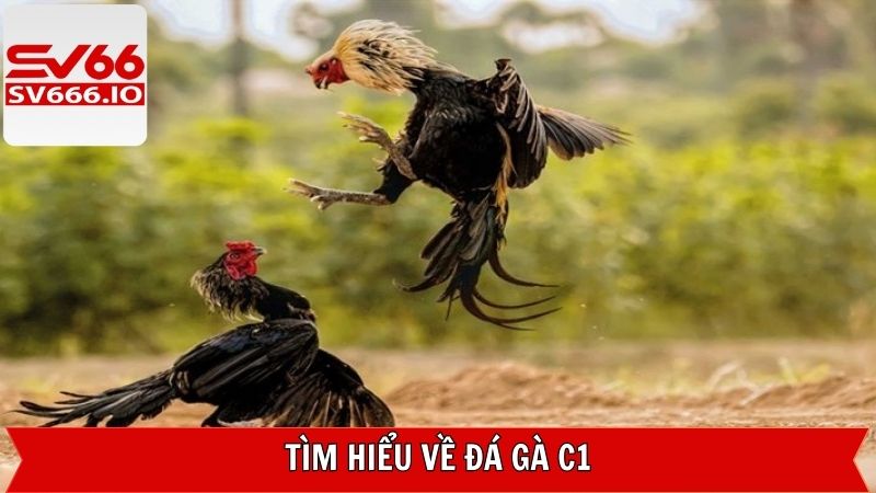 Đá Gà C1: Kinh Nghiệm Và Cách Đặt Cược Hiệu Quả Tại SV66 2 Khái quát đôi nét về đá gà C1 tại SV66