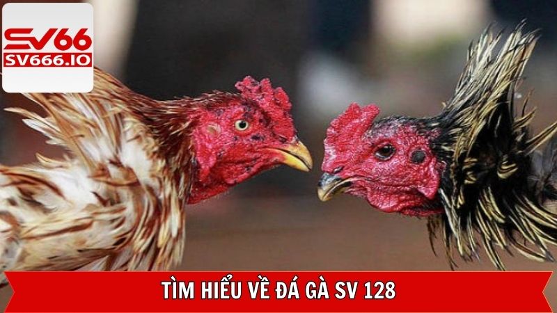 Đá Gà SV 128 - Sảnh Chọi Kê Online Được Yêu Thích Tại SV66 2 Sơ lược về sảnh chọi kê hàng đầu