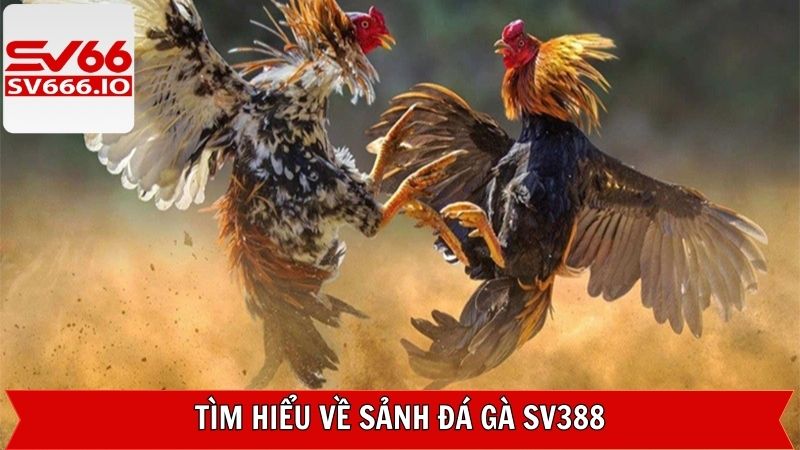 Đá Gà SV388 - Trải Nghiệm Chọi Kê Online Tại SV66 Hấp Dẫn 2 Sơ lược về sảnh chọi kê đẳng cấp