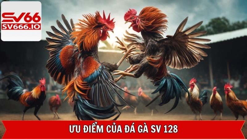 Đá Gà SV 128 - Sảnh Chọi Kê Online Được Yêu Thích Tại SV66 4 Điểm khác biệt làm nên đẳng cấp của đá gà SV 128