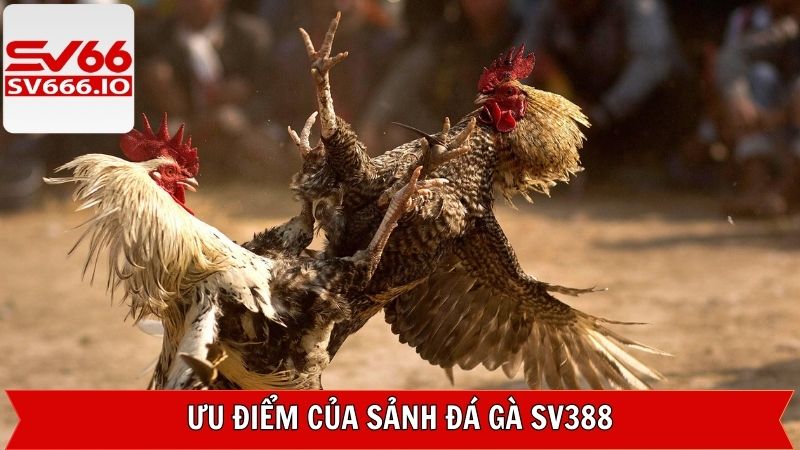Đá Gà SV388 - Trải Nghiệm Chọi Kê Online Tại SV66 Hấp Dẫn 3 Điểm mạnh lôi cuốn hội viên của sảnh đá gà SV388